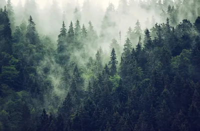 Immagine prodotto di Tappetino magnetico per radiatori Forest in the fog 60x100cm