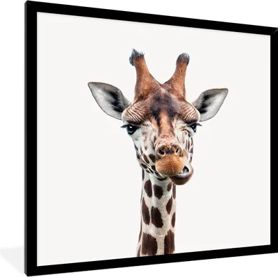 Produktbild von MuchoWow® Gerahmtes Poster Jungen - Giraffe - Tiere - Kopf - Porträt - Kind - Mädchen 40x40 cm - Poster mit Schwarzem Bilderrahmen Wandposter Rahmen Foto Bilder - Mit Rahmen - Wanddekoration Schlafzimmer