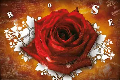 Produktbild von Flowers - Poster - Rose - Lyrics