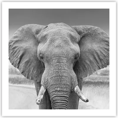Produktbild von Poster - Poster ohne Rahmen - Elefant Afrika Tier - 60x60 cm - Wand Bild - Wanddeko - Wandbilder - Kunstposter - Wandposter - Bilder - Kunstdruck - Wanddekoration - Wandbild - P2XAC60x60-5072