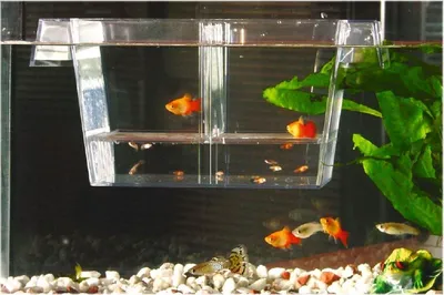Produktbild von Beeztees Guppybecken - Aquarium - groß - 20x9x10 cm