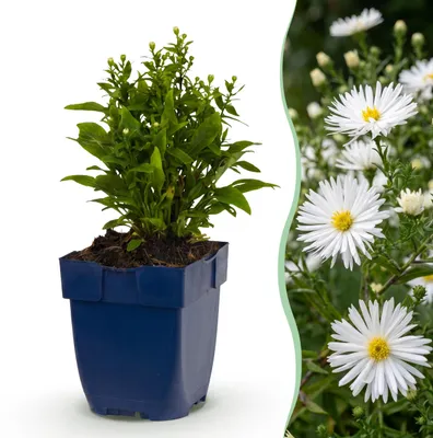 Produktbild von Aster (D) Schneekissen – Meeresaster – Bienen- und Schmetterlingsmagnet – Weiß – 12 Pflanzen - 15-25cm - Ø11cm - Gartenpflanze
