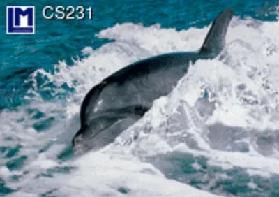 Produktbild von 3 D Ansichtskarte Delfin, Postkarte Wackelkarte Hologrammkarte Bild Meerestier Fisch Delphin