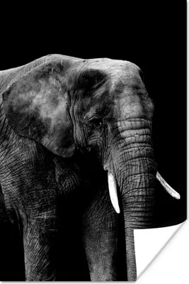 Produktbild von MuchoWow® Poster Elefant mit vor schwarzem Hintergrund - schwarz und weiß 120x180 cm - Kunstposter
