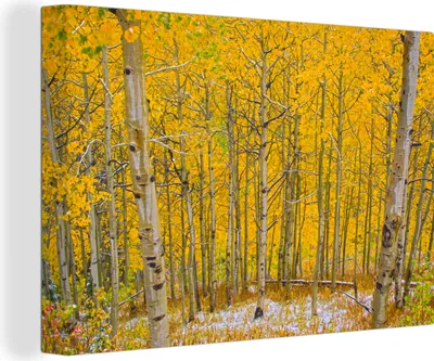Produktbild von OneMillionCanvasses® - Leinwandbilder - 140x90 cm, Pappeln im Wald im Herbst, Wandbilder Kunstdruck Wanddekoration