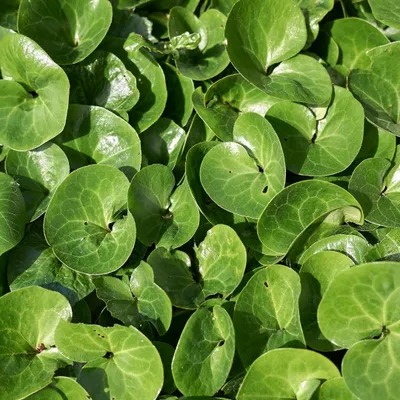 Produktbild von Asarum europaeum Haselwurz Bodendecker 60 Pflanzen Ø9cm Bodendecker Immergrün