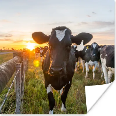 Produktbild von MuchoWow® Poster Kühe - Sonne - Zaun 75x75 cm - Wand Dekoration