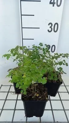 Obrázek produktu pro 6 x Thalictrum del. 'Hewitt's Double' - Wiesenraute - Topf 9 x 9 cm