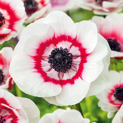 Obrázek produktu pro Sasanka Anemone Bicolor 10 ks Sasanky Anemone cibule