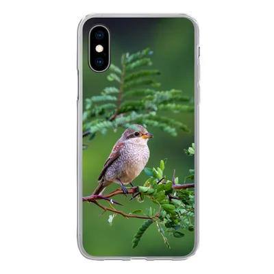 Produktbild von MuchoWow® Handyhülle Schutzhülle Hülle für iPhone X Vogel - Baum - Wald Silikon Softcase Handy Hülle - Handyhülle