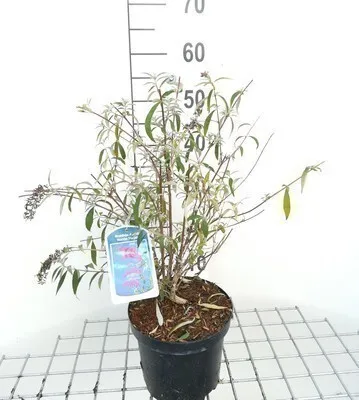 Zdjęcie produktu dla Buddleja dav. 'Nanho Purple' - Krzew motylkowy 40- 60 cm pojemnik
