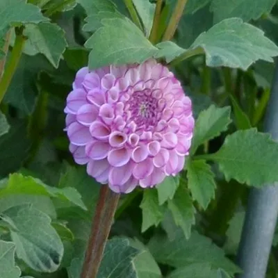 Produktbild von Balldahlie / Pompondahlie "Zippity Do Da",  rosa,   , Dahlienknolle