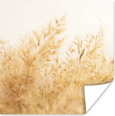 Produktbild von MuchoWow® Poster Pampasgras - Sonne - Gras 75x75 cm - Wand Dekoration