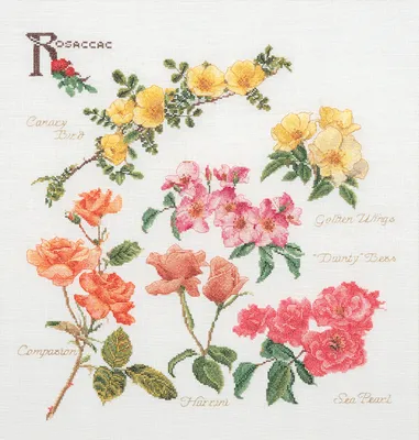 Produktbild von Thea Gouverneur Kreuzstich-Set „Rose Panel Evenweave“, 44 x 46 cm