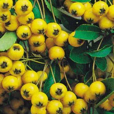 Obrázek produktu pro Pyracantha hybr. 'Golden Sun' - Feuerdorn 'Golden Sun' 60-80 cm | Topf