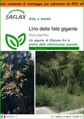 Immagine prodotto di SAFLAX Garden in the bag - Lino delle fate gigante - 10 semi - Stipa