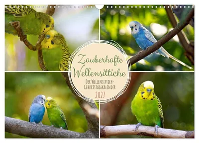 Produktbild von Zauberhafte Wellensittiche (Wandkalender 2027 DIN A3 quer), CALVENDO Monatskalender