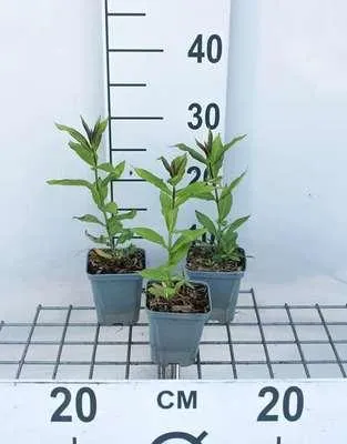 Obrázok produktu pre 6 x Phlox (p) 'Europa' - Plamienok - Kvetináč 9 x 9 cm