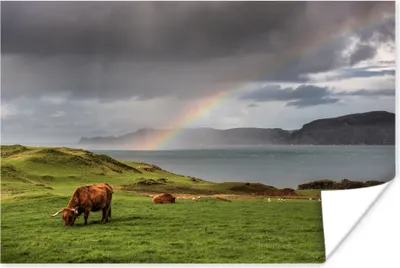 Produktbild von MuchoWow® Poster Schottische Hochlandrind - Gras - Wolken 60x40 cm - Schlafzimmerdekoration