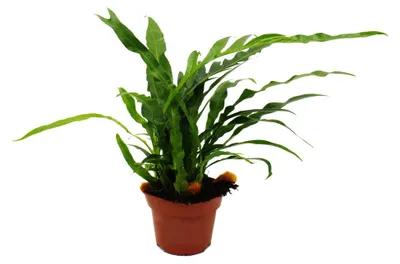 Produktbild von Schlangenhautfarn - Hasenpfotenfarn - Aglaomorpha coronans "Jim" - 12cm Topf