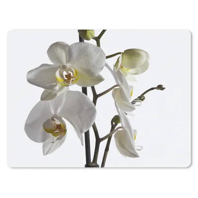 Produktbild von MuchoWow® Mauspad Mousepad Weiße Mottenorchidee 40x30 cm - Mousepads - Maus Mat - Pad - Mausunterlage - Anti Rutsch