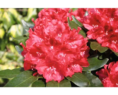 Produktbild von Großblumige Alpenrose FloraSelf Rhododendron Hybride 'Cherry Kiss' ® H 30-40 cm Co 6 L