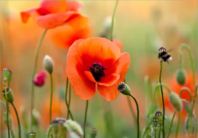 Produktbild von Wallario Fototapete Vliestapete, seidenmatte Oberfläche, einfache Verarbeitung, Größe 200 x 140 cm, Motiv Mohnblumenblüten