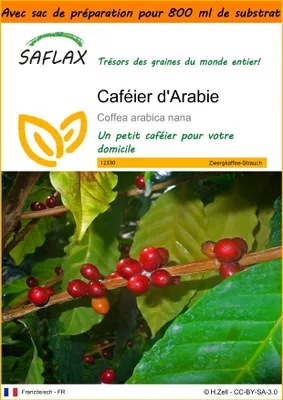Image de SAFLAX Garden in the bag - Caféier d'Arabie - 8 graines - Coffea
