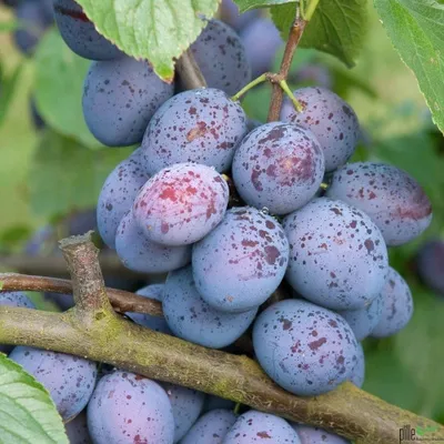 Produktbild von Pflaume Pflaumenbaum Obstbaum versch. Sorten und Größen Terrassenobst Busch, Pflaume:Busch Hanita