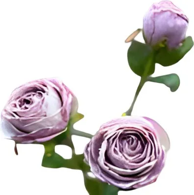Produktbild von Warentuin Producten