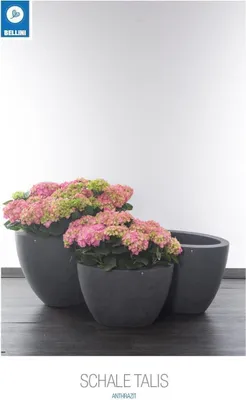 Zdjęcie produktu dla Bellini Schale Talis 65 cm anthrazit 411012  innen 54,5 cm Höhe 37 cm Pflanzschale Pflanzkübel