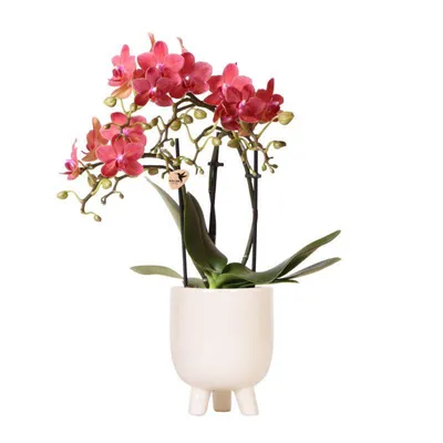 Produktbild von Kolibri Orchids | Rote Schmetterlings-Orchidee - Congo + Gummitopf Travertin - Topfgröße Ø9cm | blühende Zimmerpflanze im Blumentopf - frisch vom Züchter