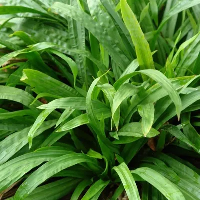 Obrázok produktu pre 6 x Ostrica širokolistá - Carex plantaginea | Kvetináč 9cm x 9cm