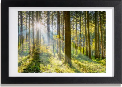 Produktbild von Bild 30x20 MDF-Rahmen, Wandkunst Wald in der Sonne