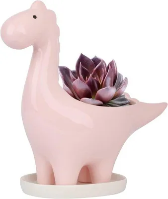 Image de Pot de fleurs en céramique pour cactus et plantes succulentes - Décoration de jardin, de bureau et de salon