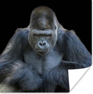 Produktbild von MuchoWow® Poster Ein Gorilla schaut eindrucksvoll in die Kamera 30x30 cm - Wandposter - Printing