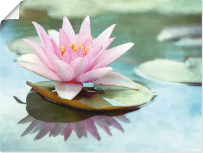 Produktbild von ARTland Poster Rosa Seerose Größe: 80x60 cm