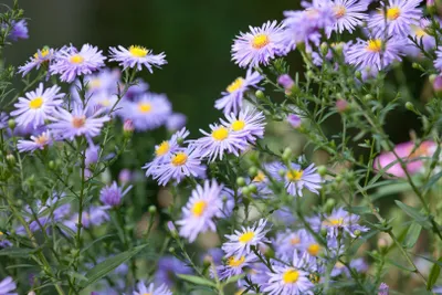 Produktbild von Aster novae-angliae 'Treasure', Herbstaster, violett, ca. 11x11 cm Topf
