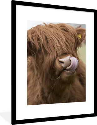 Produktbild von MuchoWow® Gerahmtes Poster Schottischer Highlander - Braun - Tiere 60x80 cm - Poster mit Schwarzem Bilderrahmen Wandposter Rahmen Foto Bilder - Wohnzimmer - Dekorationen - Prämie