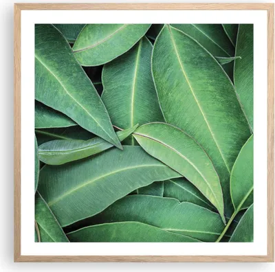 Produktbild von Gerahmtes Poster - Rahmen in heller Eiche - Blätter Eukalyptus Natur - 60x60 cm - Wand Bild - Wanddeko - Wandbilder - Kunstposter - Wandposter - Bilderrahmen - Bilder - Kunstdruck - P2NAC60x60-4933