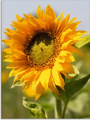 Produktbild von ARTland Glasbild Sonnenblume Größe: 60x80 cm