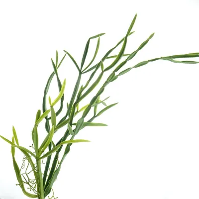 Produktbild von GASPER Kakteen - Rhipsalisranke 63 cm - Kunstblumen