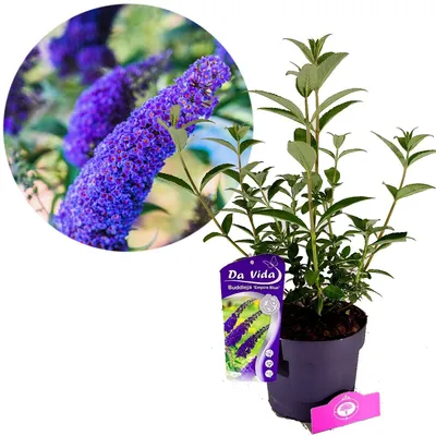 Obrázok produktu pre Buddleja davidii 'Empire Blue', motýlí ker, 3-litrový kvetináč