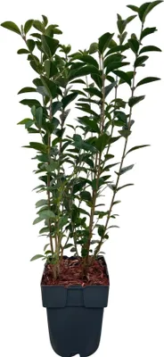 Produktbild von Ovalblättriger Liguster Ligustrum ovalifolium Immergrün Heckenpflanze Blatt Grün