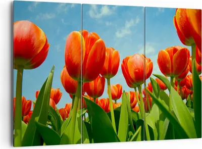Produktbild von Bild auf Leinwand - Leinwandbild - Tulpe Blume blauer Himmel - 165x110cm - Wand Bild - Wanddeko - Leinwanddruck - Bilder - Kunstdruck - Wanddekoration - Leinwand bilder - Wandkunst - CE165x110-1062