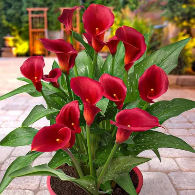 Produktbild von Calla Lilien Zwiebeln Winterhart Mehrjährig - Zantedeschia Red Passion (rot) - 5 große Blumenzwiebeln - Echte Pflanzen aus Holland - für Garten und Topf (kein Samen, nicht künstlich)