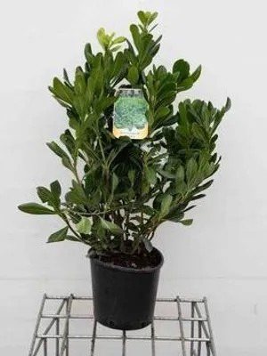 Obrázok produktu pre Pittosporum tobira - Austrálsky vavrín 30- 40 cm - kontajner