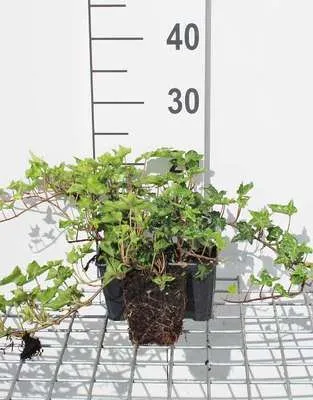 Image de 12 x Hedera helix 'Ivalace' - Lierre 'Ivalace' - Pot 9 cm x 9 cm