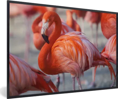 Produktbild von MuchoWow® Gerahmtes Poster Flamingo - Vogel - Tiere - Rosa 90x60 cm - Poster mit Schwarzem Bilderrahmen Wandposter Rahmen Foto Bilder - Fotorahmen - Foto-Plakat