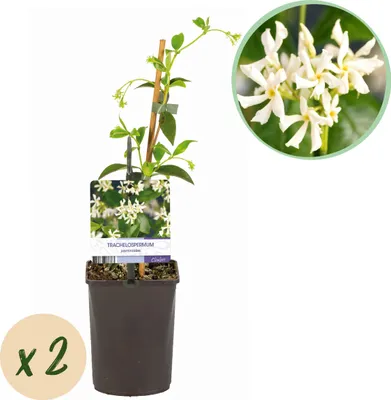Produktbild von Toskanischer Jasmin - Trachelospermum jasminoides - Blüte Weiß - Immergrün - 2 Pflanzen - 30-40cm - Ø10cm - Gartenpflanze
